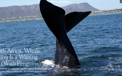 New York Times: In South Africa, Whale Watching Is a Waiting Game (With Penguins)